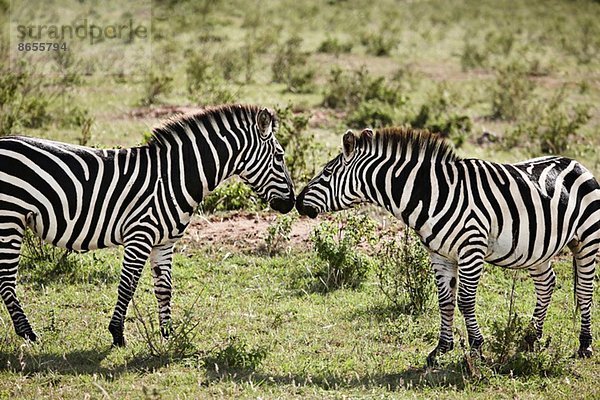 Zwei Zebras von Angesicht zu Angesicht  Masai Mara  Narok  Kenia  Afrika
