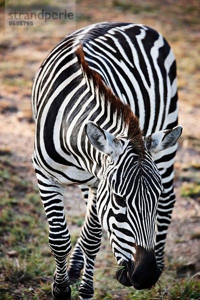 Zebra in Bewegung  Masai Mara  Narok  Kenia  Afrika