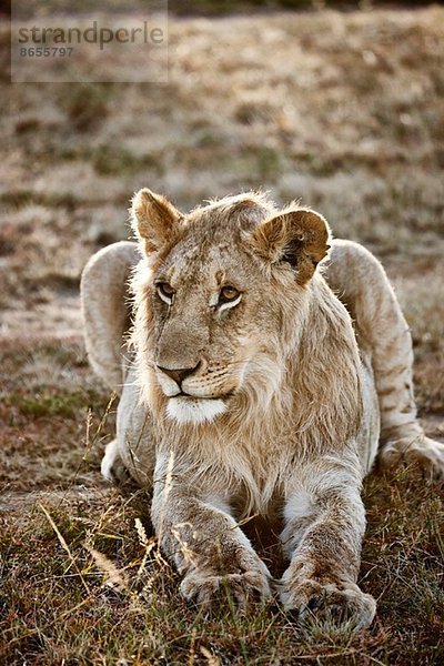 Alert Löwin  Masai Mara  Narok  Kenia  Afrika