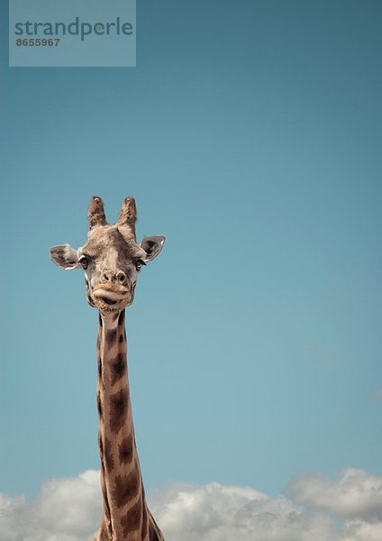 Portrait von Giraffe und blauem Himmel