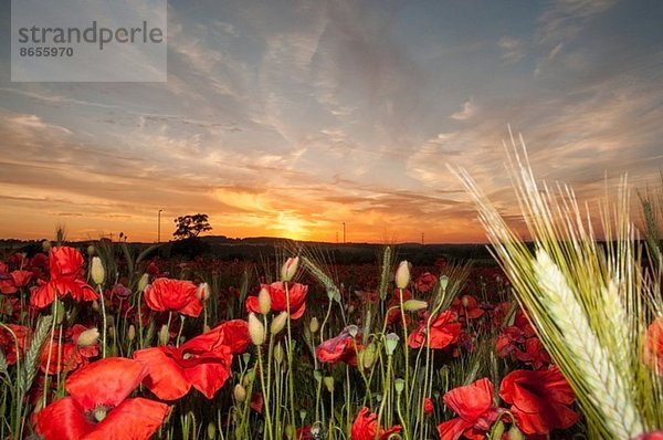 Mohnfeld bei Sonnenuntergang