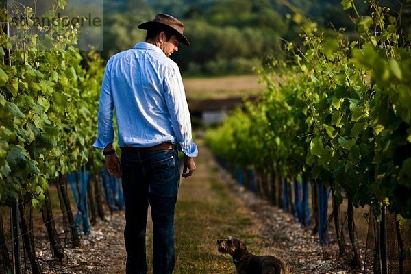 Mid adult man and dog monitoring wine and champagne vines  Cottonworth  Hampshire  UK