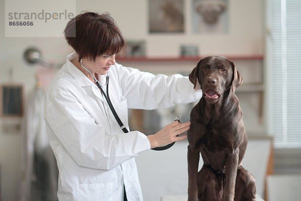 Tierärztin untersucht Hund in der Klinik