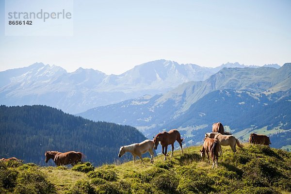 Pferde in den Bergen  Schanfigg  Graubünden  Schweiz
