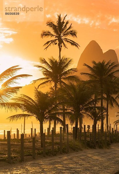 Palmen bei Sonnenuntergang am Strand von Ipanema  Rio De Janeiro  Brasilien