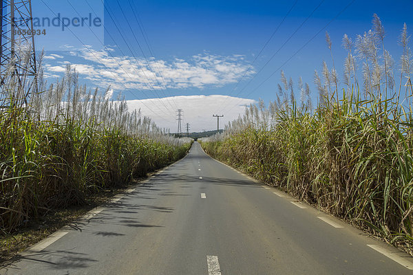 Straße entlang von Zuckerrohrfeldern  Mauritius