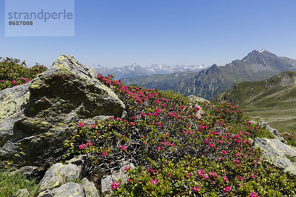 Rostblättrige Alpenrose (Rhododendron ferrugineum)  St. Antönier Joch  Montafon  Rätikon  Vorarlberg  Österreich
