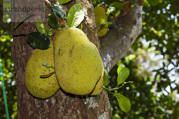 Jackfrüchte (Artocarpus heterophyllus) am Jackfruchtbaum  Sri Lanka