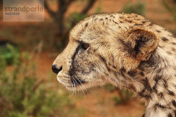 Gepard (Acinonyx jubatus) schaut aufmerksam  Portrait  Gobabis  Namibia