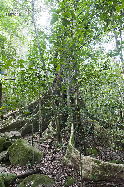 Weit ausgreifende Brettwurzeln unter Blätterdach  Baumriese  Dschungel  Urwald  tropischer Regenwald  Nationalpark Khao Yai  Provinz Nakhon Ratchasima  Thailand
