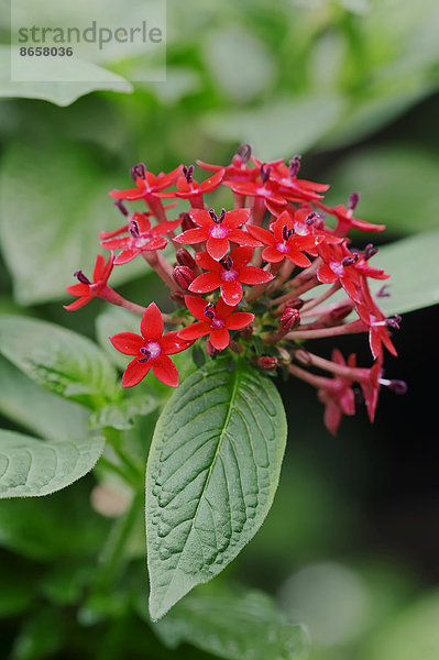 Pentas oder Stern von Ägypten (Pentas lanceolata)  Blüten  Vorkommen im tropischen Afrika und der Arabischen Halbinsel  Zierpflanze  Deutschland