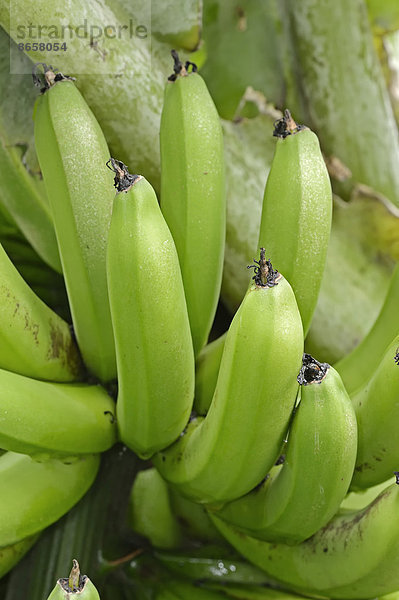 Bananenstaude  Bananen (Musa paradisiaca)