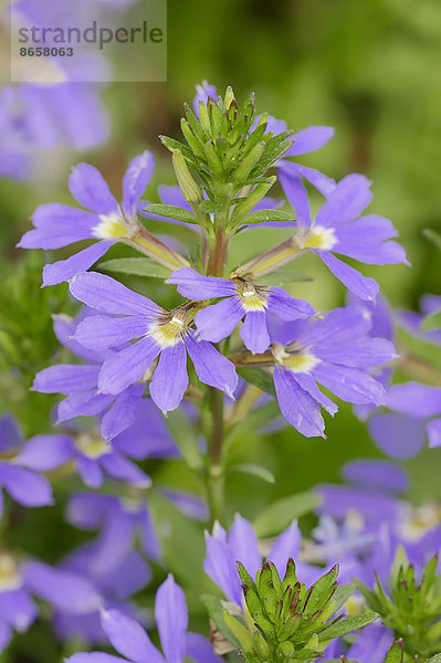 Blaue Fächerblume (Scaevola aemula)  Blüten  Vorkommen in Australien und Tasmanien