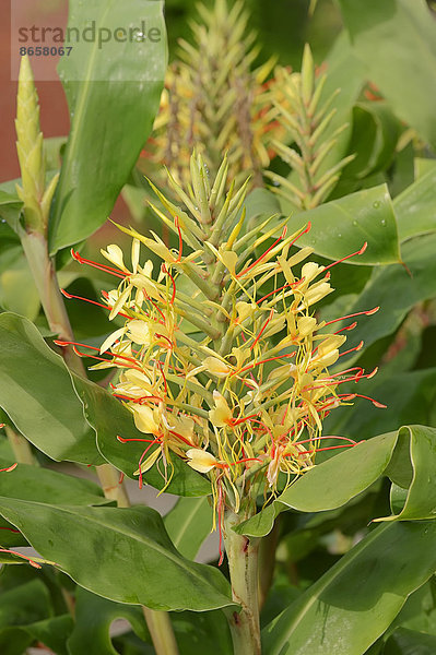 Schmetterlingsingwer  Zieringwer oder Blumeningwer (Hedychium gardnerianum)  Blütenstand  Vorkommen in Indien  Nepal und Bhutan