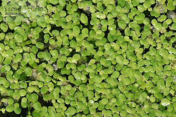 Kleine Wasserlinse oder Entengrütze (Lemna minor)  Nordrhein-Westfalen  Deutschland