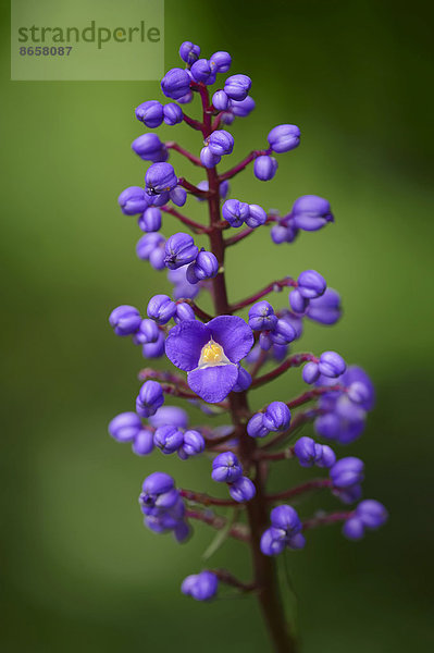 Blauer Ingwer (Dichorisandra thyrsiflora)  Blüten  Vorkommen in Südamerika