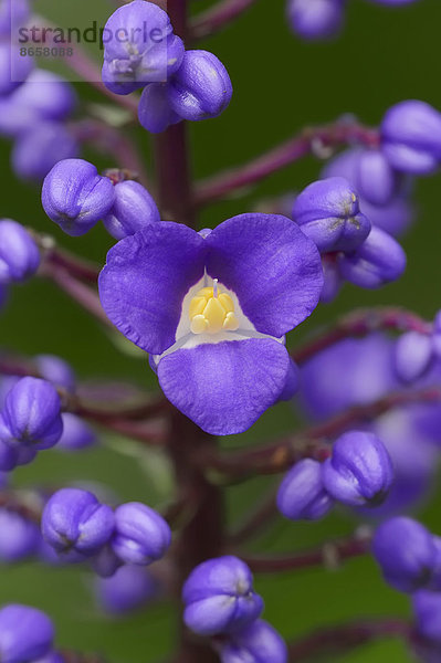 Blauer Ingwer (Dichorisandra thyrsiflora)  Blüte  Vorkommen in Südamerika