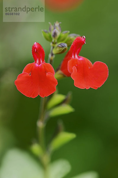 Johannisbeersalbei  Johannisbeer-Salbei (Salvia microphylla)  Blüten  Vorkommen in Nordamerika