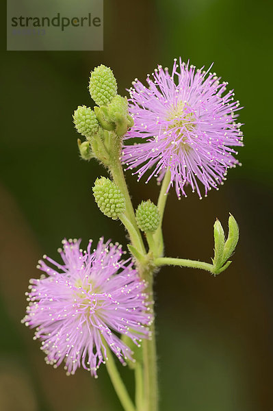 Mimose oder Schamhafte Sinnpflanze (Mimosa pudica)  Blüten  Vorkommen in Südamerika