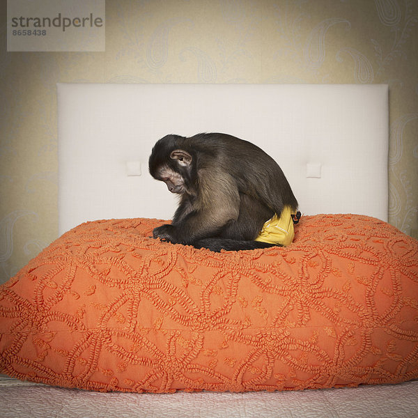 Ein Kapuzineraffe  der auf einem Bett in einem Schlafzimmer sitzt. Eine orangefarbene Decke.