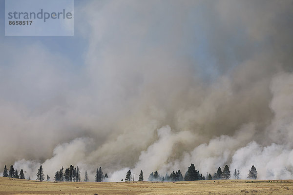 Ein großer Waldbrand in der Nähe von Ellensburg im Bezirk Kittitas. Über den Bäumen aufsteigender Rauch.