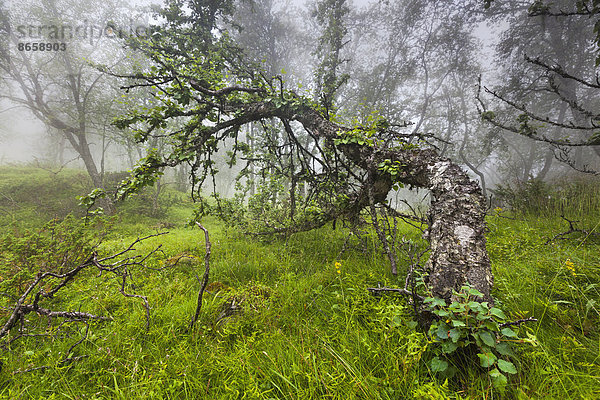 Moor-Birke (Betula pubescens) im Nebel  Hardangervidda  Hordaland  Norwegen