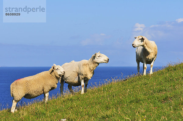 Drei Schafe auf der Wiese  Neist Point  Ross  Skye and Lochaber  Skye  Schottland  Großbritannien
