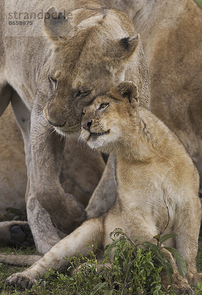 Ein Löwenjunges und seine Mutter  Panthera leo  beim Wangenreiben und Kuscheln im Serengeti-Nationalpark  Tansania