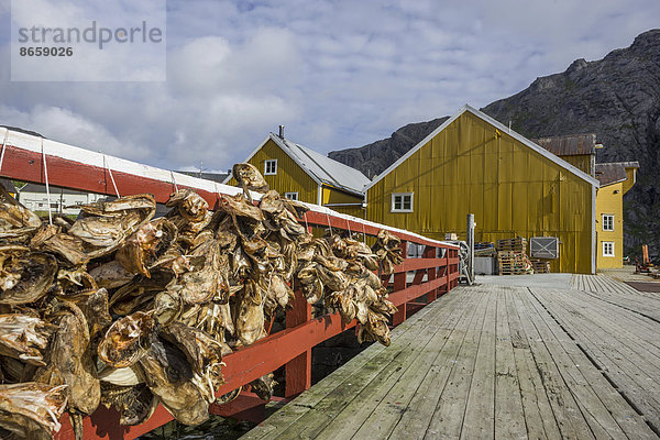 Stockfisch und Lagerhalle  Nusfjord  Lofoten  Nordland  Norwegen