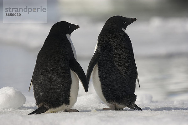 Adelie-Pinguine stehen nebeneinander und berühren Flossen auf der Insel Paulet  Antarktis