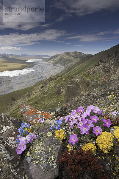 Die winterharten arktischen Wildblumen wachsen nur wenige Zentimeter hoch  um die Exposition gegenüber den feuchtigkeitsraubenden Winden zu reduzieren  Arctic National Wildlife Refuge  Alaska  USA.