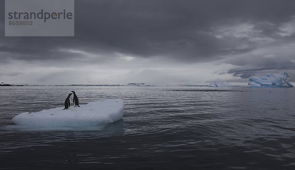 Eselspinguine auf einem Eisberg  Antarktis