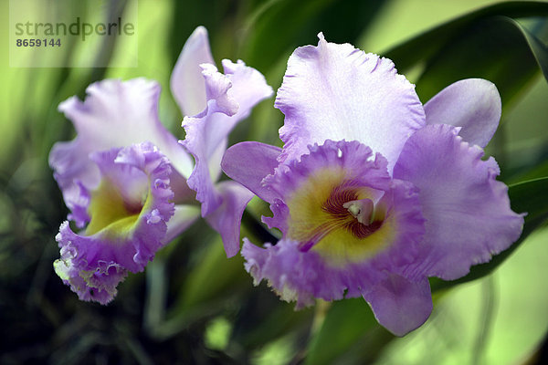 Orchidee (Orchidaceae)  Orchideenfarm  Chiang Mai  Nordthailand  Thailand