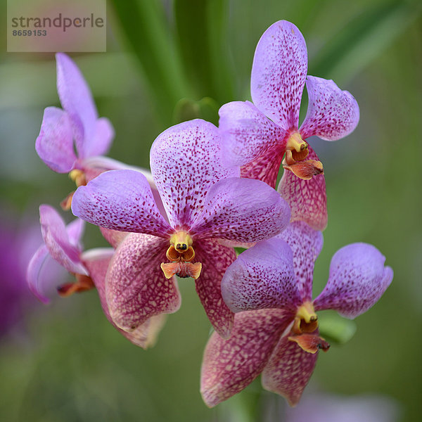 Orchidee (Orchidaceae)  Orchideenfarm  Chiang Mai  Nordthailand  Thailand