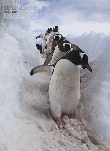 Eselspinguine benutzen einen gut ausgetretenen Pfad durch den Schnee  um das Meer zu erreichen. Antarktis