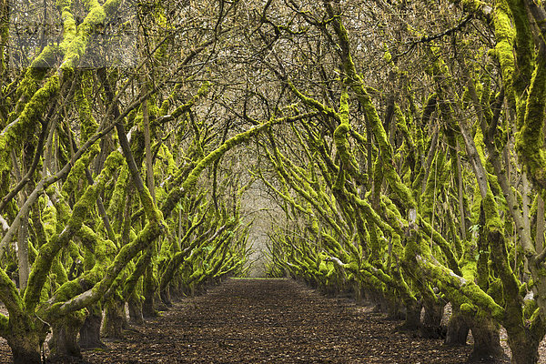 Bewachsener Obstgarten  Oregon  USA