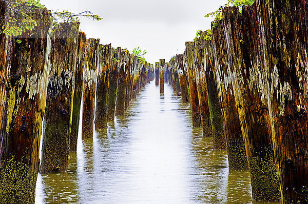 Alte Pfähle in flachem Wasser am Ufer von Astoria  Oregon  USA