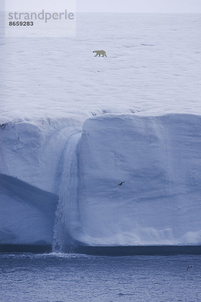 Ein Eisbär  Ursus maritimus  schreitet auf Svalbard über das Eis. Steile Eisklippen und Kaskaden von Schmelzwasser  das ins Meer fällt.