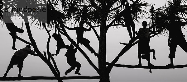 Kinder spielen in Sansibar in einem Baum  der sich als Silhouette gegen den Himmel abhebt.