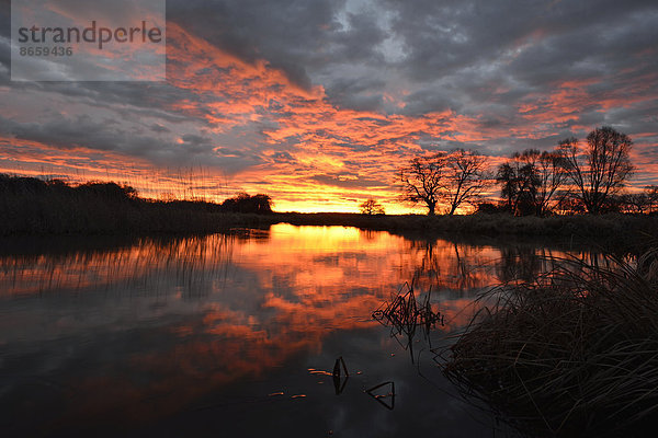 Sonnenaufgang über dem Leiner See im Biosphärenreservat Mittelelbe  Dessau  Sachsen-Anhalt  Deutschland