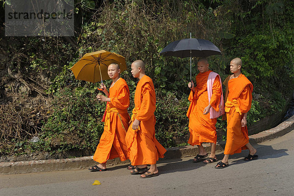 Buddhistische Mönche im orangen Gewand mit Sonnenschirmen gehen Straße entlang  Luang Prabang  Provinz Luang Prabang  Laos