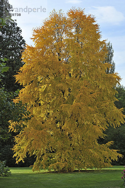 Japanischer Kuchenbaum (Cercidiphyllum japonicum) in der Herbstfärbung  Mainau  Baden-Württemberg  Deutschland