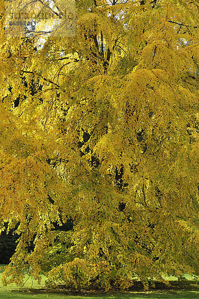 Japanischer Kuchenbaum (Cercidiphyllum japonicum) in der Herbstfärbung  Mainau  Baden-Württemberg  Deutschland