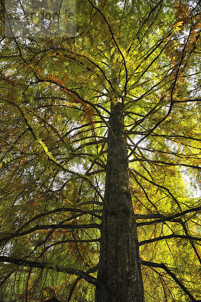 Mammutbäume (Sequoiadendron giganteum) in der Herbstfärbung von unten gesehen  Mainau  Baden-Württemberg  Deutschland