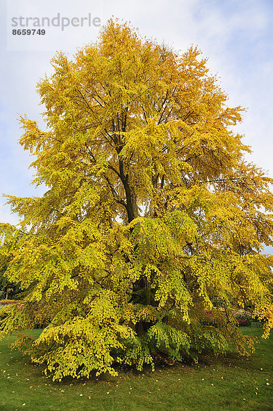 Japanischer Kuchenbaum (Cercidiphyllum japonicum) in der Herbstfärbung  Mainau  Baden-Württemberg  Deutschland