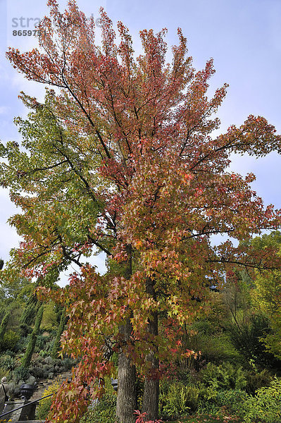 Amberbaum (Liquidambar styraciflua) in der Herbstfärbung  Mainau  Baden-Württemberg  Deutschland