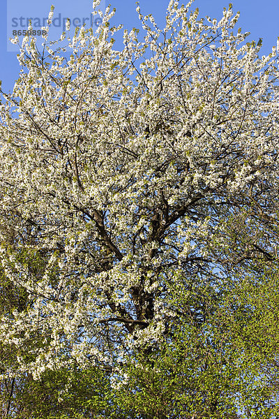 Blühende Bäume  Frühling  Nordtirol  Österreich