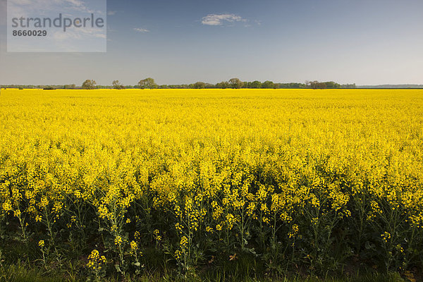 Blühendes Rapsfeld (Brassica napus)  Thüringen  Deutschland