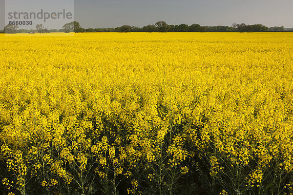 Blühendes Rapsfeld (Brassica napus)  Thüringen  Deutschland