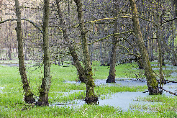 Urwald mit Feuchtgebiet  Nationalpark Jasmund  UNESCO-Weltnaturerbe  Rügen  Mecklenburg-Vorpommern  Deutschland